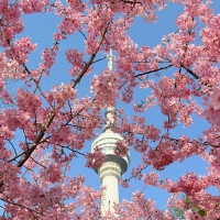 武汉・樱花开了。