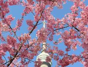 武汉・樱花开了。